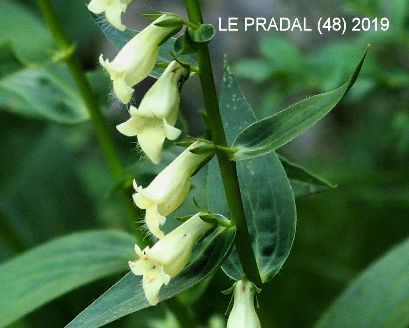 Foxglove, Small Yellow flower